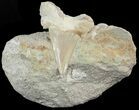 Otodus Shark Tooth Fossil In Rock - Eocene #47727-1